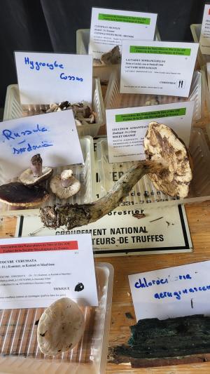 Fete-des-champignons-2024- (91)