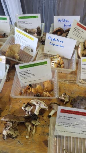 Fete-des-champignons-2024- (89)